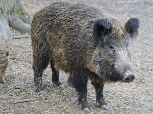 Blessé au cours d'une battue et poursuivi par des chasseurs, un sanglier se réfugie dans un salon de coiffure