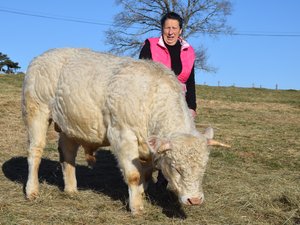 Il n'y a pas que des vaches aubrac sur l'Aubrac : les taureaux charolais y ont aussi leur étable