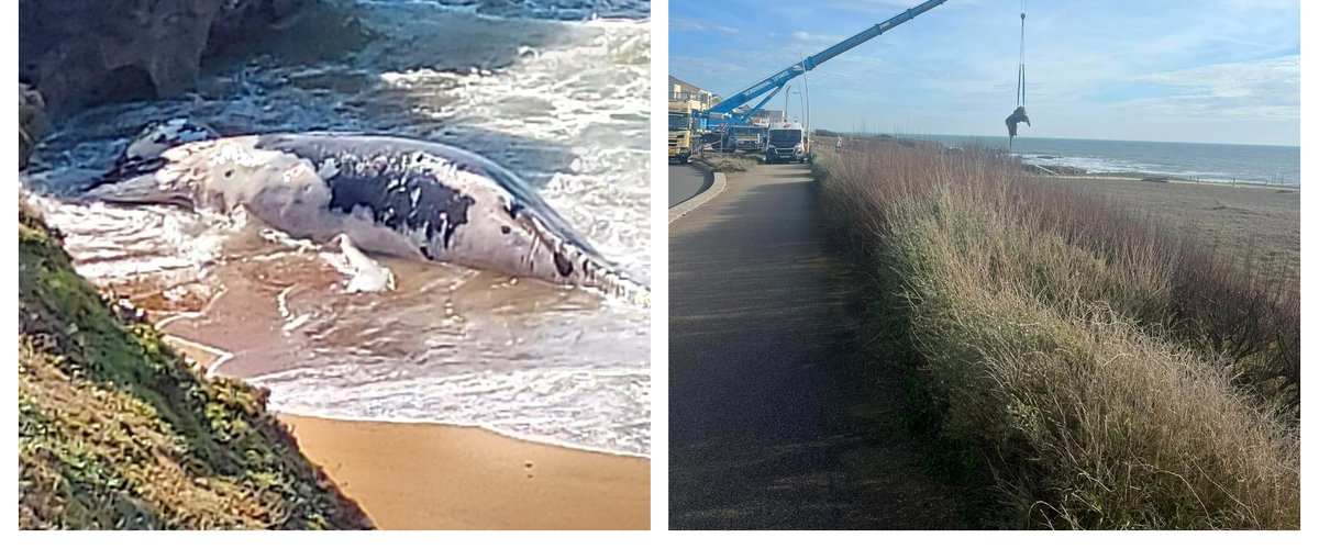 EN IMAGES. L’impressionnante évacuation par grue d’une baleine de 7 mètres qui s’est échouée dans une crique