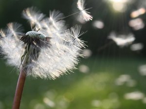 CARTE. Allergies aux pollens : l'Aveyron reste en rouge, tout comme une grande partie de l'Occitanie