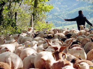 La laine de brebis, bientôt un nouvel or blanc pour l'Aveyron et son agriculture ?