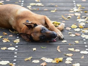 Il tire sur son chiot, le transperce de pics de fourche et l'enterre vivant