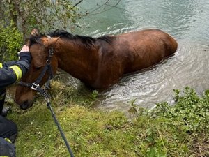 Sauvetage singulier pour les pompiers, en Occitanie : ils viennent en aide à un cheval tombé dans un canal