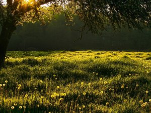 C'est le printemps : fixé au 20 mars depuis 2008, en quelle année le début de saison changera-t-il de jour ?