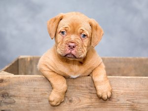 Chiens et chats livrés à domicile ou vendus en 