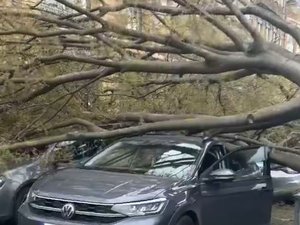 VIDÉO. Vent d'autan : un arbre tombe sur les voitures qui patientaient au feu rouge dans le centre de Toulouse