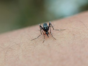 Épidémie de chikungunya : les moustiques tigres provoquent deux décès à la Réunion, l'ARS appelle à la prudence