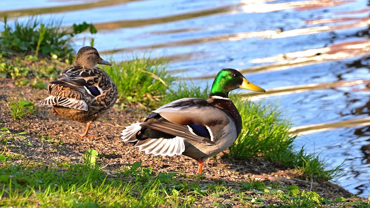 Maltraitance animale : l’éleveur coupait les ailes de ses canards pour ...