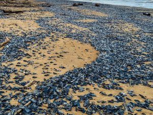 C'est quoi une vélelle, cette espèce aquatique qui s'est échouée par milliers sur les plages après l'épisode de vent d'autan ?