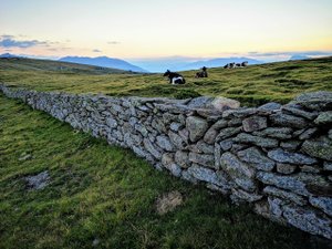 Chargé, projeté en l'air et piétiné : dans quelles circonstances, ce randonneur a-t-il été tué par un troupeau de vaches, il y a cinq ans ?