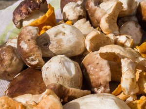 Elle "dealait" au noir cèpes, girolles et bolets : prison avec sursis pour une quadragénaire, mise à l'amende pour plus de 110 000 ¬