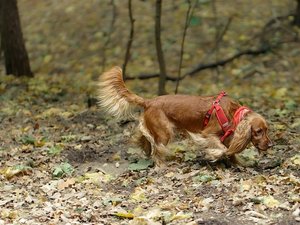 Promenades en forêt : pourquoi vous vous exposez à une grosse amende si vous ne tenez pas votre chien en laisse