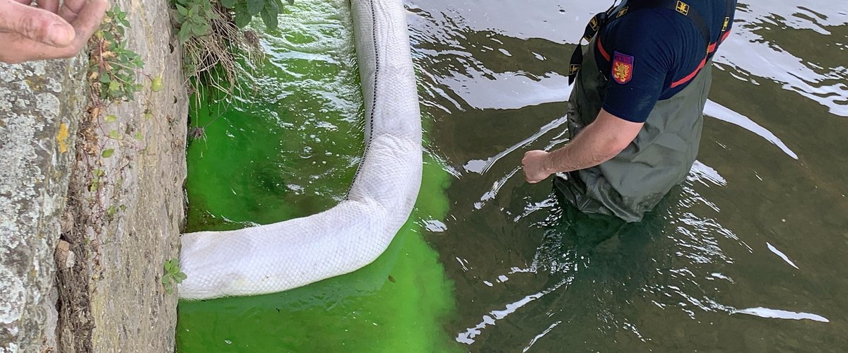 Des hydrocarbures se déversent dans la rivière : de gros moyens déployés dans le centre de Saint-Affrique pour limiter la pollution