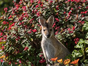 Insolite : elle découvre un wallaby dans son jardin, l'animal était en divagation depuis deux semaines après s'être échappé du parc