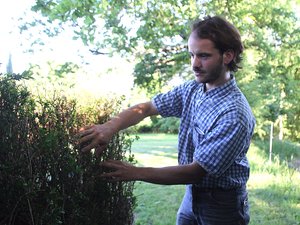 Le retour silencieux de la pyrale du buis dans les jardins en Aveyron
