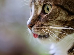 Une chatte retrouvée vivante aux côtés de ses maîtres morts, après une chute de 115 mètres