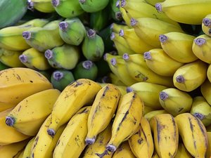 De la cocaïne, d'un montant de 15, 5 millions d'euros, dispatchée dans des caisses à bananes