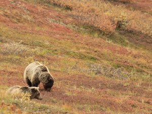 Ourse Caramelles tuée dans les Pyrénées : 