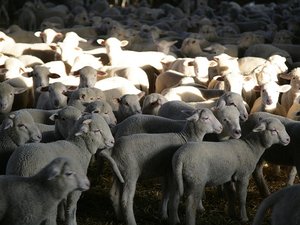 La foudre tombe sur l'exploitation et coupe le courant : 3 000 agneaux meurent asphyxiés dans le bâtiment agricole privé de ventilation