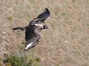 Qu'est-il arrivé à cet oiseau rare, d'une espèce 