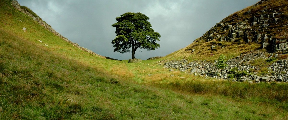 Une mission débile : ils abattent à la tronçonneuse l’arbre le plus célèbre du pays et finissent en prison