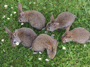 4 000 lapins dans le fossé : le camion s'est renversé avec son chargement