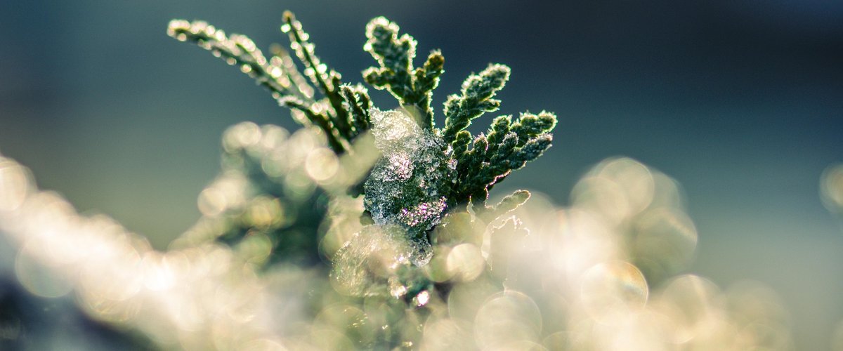 Saints de glace : c’est le mois de mai, voici les dates à retenir pour savoir quoi planter et ne pas planter dans votre jardin