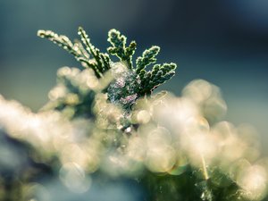 Saints de glace : c'est le mois de mai, voici les dates à retenir pour savoir quoi planter et ne pas planter dans votre jardin