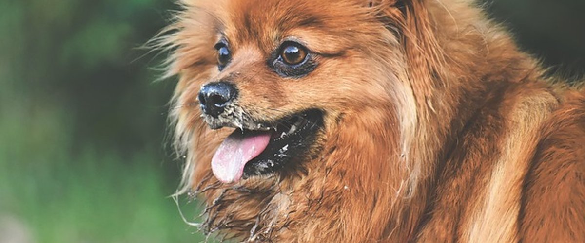 Un élevage se fait voler 11 chiens : des mois plus tard, les animaux sont retrouvés au compte-goutte grâce à la solidarité des réseaux sociaux