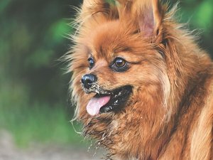 Un élevage se fait voler 11 chiens : des mois plus tard, les animaux sont retrouvés au compte-goutte grâce à la solidarité des réseaux sociaux