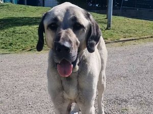 Il déménage en laissant un chien mort de faim et un autre à l'agonie dans l'appartement : l'indignation de la SPA de Rodez, qui a recueilli la survivante