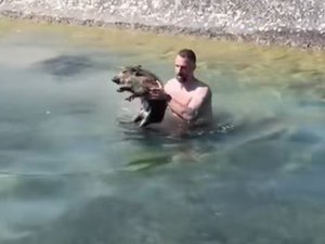 VIDÉO. Insolite : quand un gendarme tombe l'uniforme et plonge dans le canal pour sauver un marcassin de la noyade