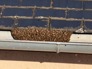 Une colonie d'abeilles domestiques secourue sur le toit d'un l'Ehpad à plus de 20 m de haut dans cette commune de l'Aveyron