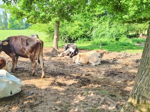 Situation dramatique dans une ferme : 140 vaches privées de nourriture, d'eau et de soin