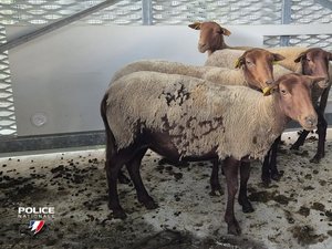Le conducteur refuse d'obtempérer à un contrôle de police, il dissimulait quatre moutons vivants... dans son coffre