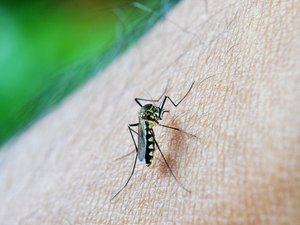 Dengue, chikungunya, Zika : pourquoi les autorités sanitaires s'inquiètent d'une hausse des cas dans l'Hexagone