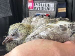 Insolite : les policiers traquent dealers et clandestins dans les bus de la gare routière et sauvent la vie... à un bébé pigeon tombé du nid