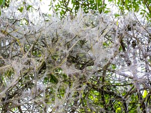 Des toiles blanches dans les arbres : ce que l'on sait de ces chenilles inoffensives qui colonisent les haies en Aveyron