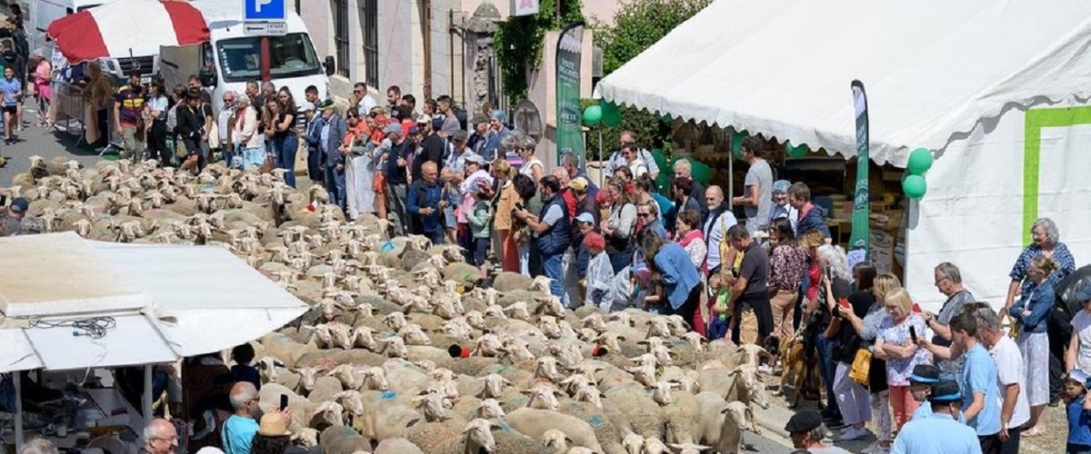 Fête de la brebis : défilés, musique, randos et troupeaux, Réquista s’apprête à vibrer ce dimanche 1er juin
