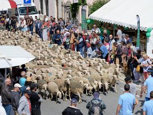 Défilés, musique, randos et troupeaux, Réquista s'apprête à vibrer au rythme de la fête de la brebis