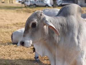 Première historique au salon de l'agriculture : oreilles pendantes, bosse sur les épaules... Découvrez la brahman, première vache d'outre-mer égérie à Paris