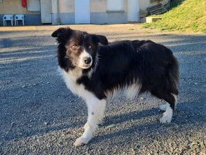 Attaché sur un balcon dans ses excréments pendant des jours : le chien Ponpon secouru près de Rodez après l'alerte des voisins