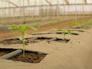 Pesticides tendance