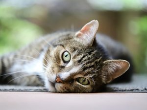 VIDÉO. Le salon de coiffure ravagé par les flammes, un chat réfugié sous un lit, sauvé par les pompiers