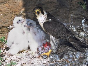 L'image du jour : une bonne nouvelle, trois faucons pèlerins observés dans les gorges de la Truyère