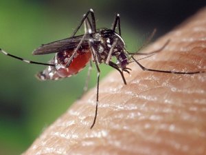 CARTE. Moustique tigre : découvrez si l'insecte est durablement installé dans votre commune en 2025