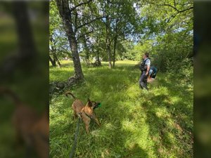 Le conducteur refuse de se soumettre au contrôle, il s'enfuit à pied, se cache dans des ronces, le flair de Tina, la chienne de la gendarmerie, met fin à sa cavale
