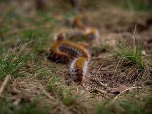 Chenilles processionnaires : elles sont de retour au printemps, comment se protéger de leurs poils urticants ?