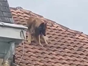 VIDÉO. Il fuit le logement insalubre mais se retrouve piégé sur le toit : un chien à bout de forces secouru à temps par les pompiers