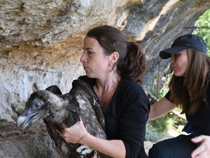 L'image du jour : trois jeunes gypaètes barbus réintroduits dans l'Aveyron vont bientôt prendre leur envol